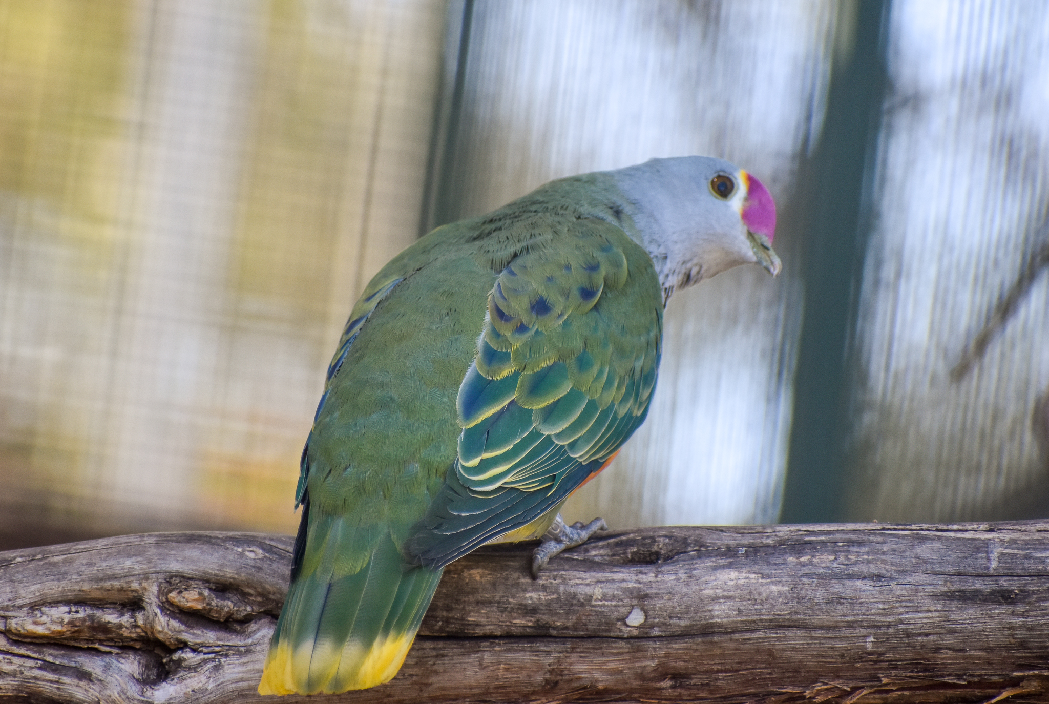 Rose-crowned Fruit-Dove