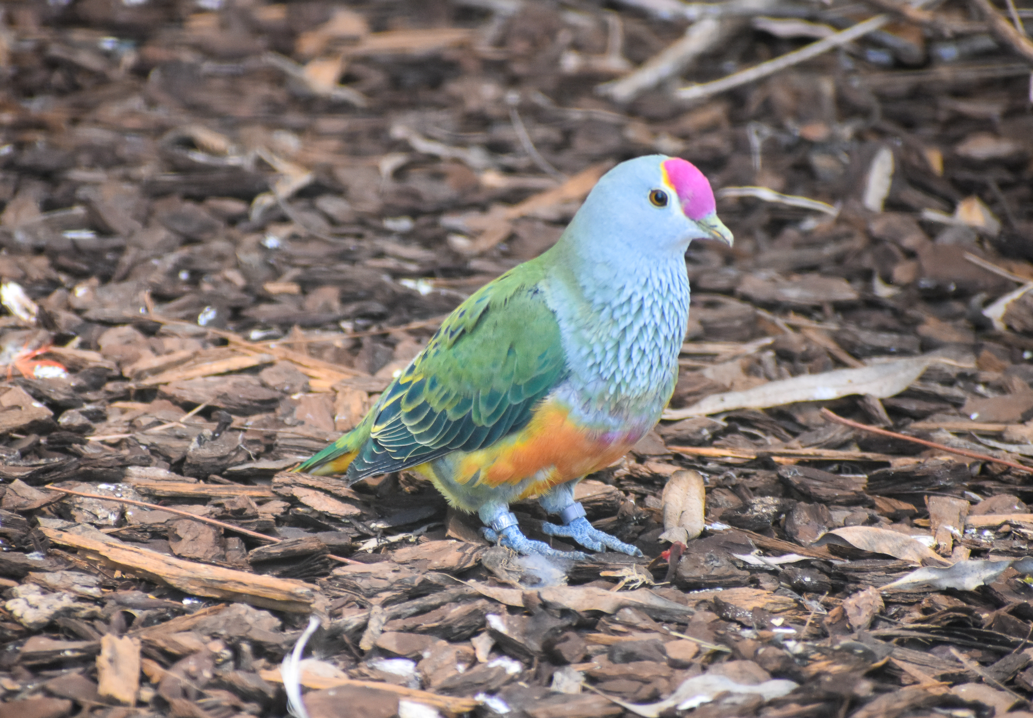 Rose-crowned Fruit-Dove