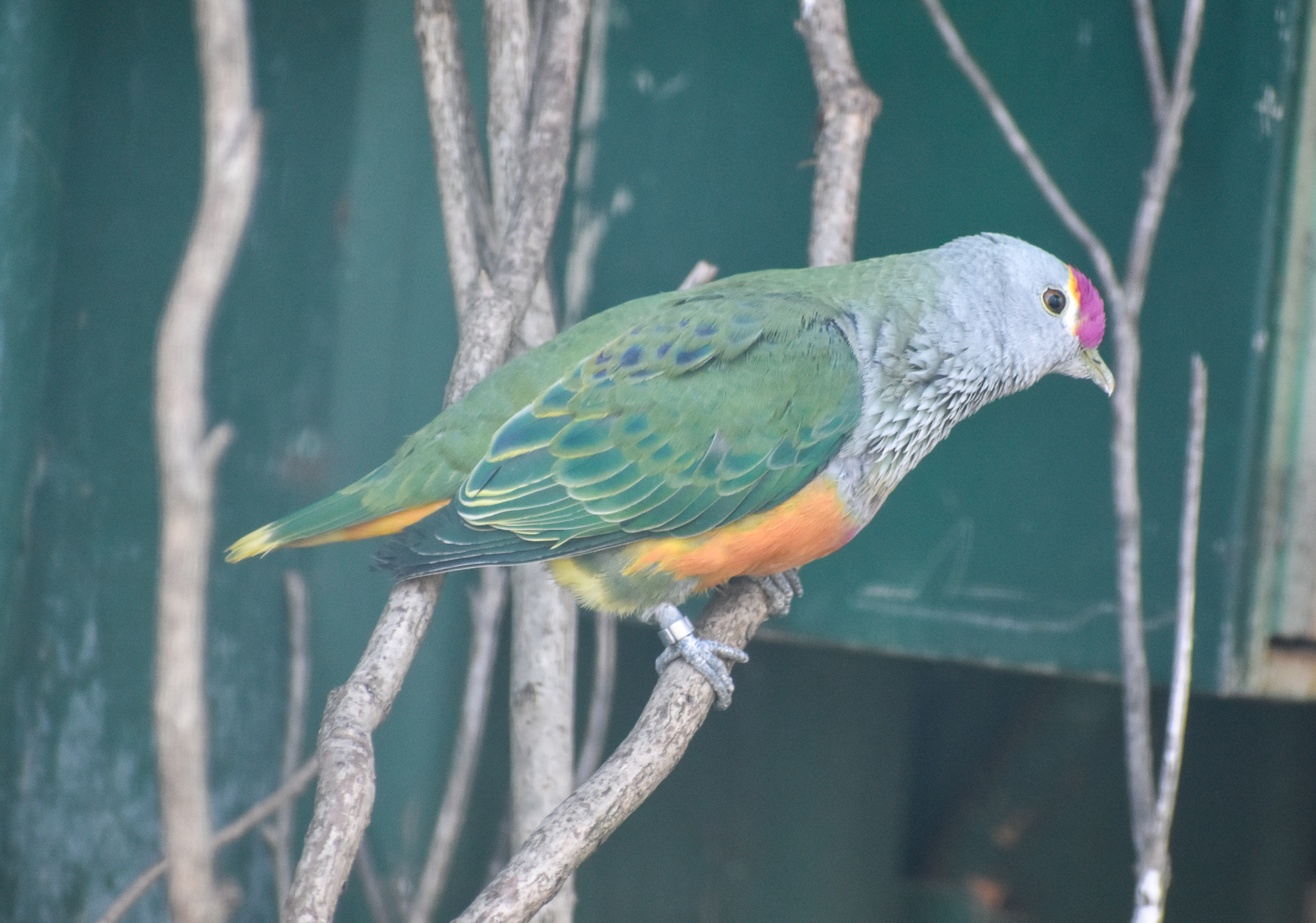 Rose-crowned Fruit-Dove