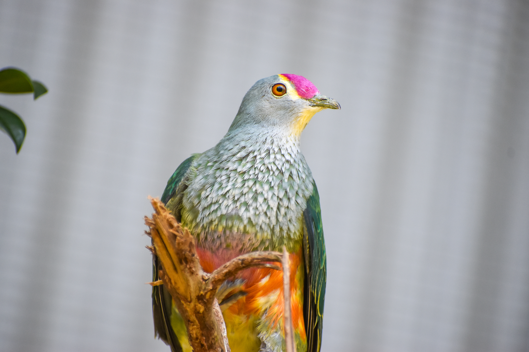 Rose-crowned Fruit-Dove