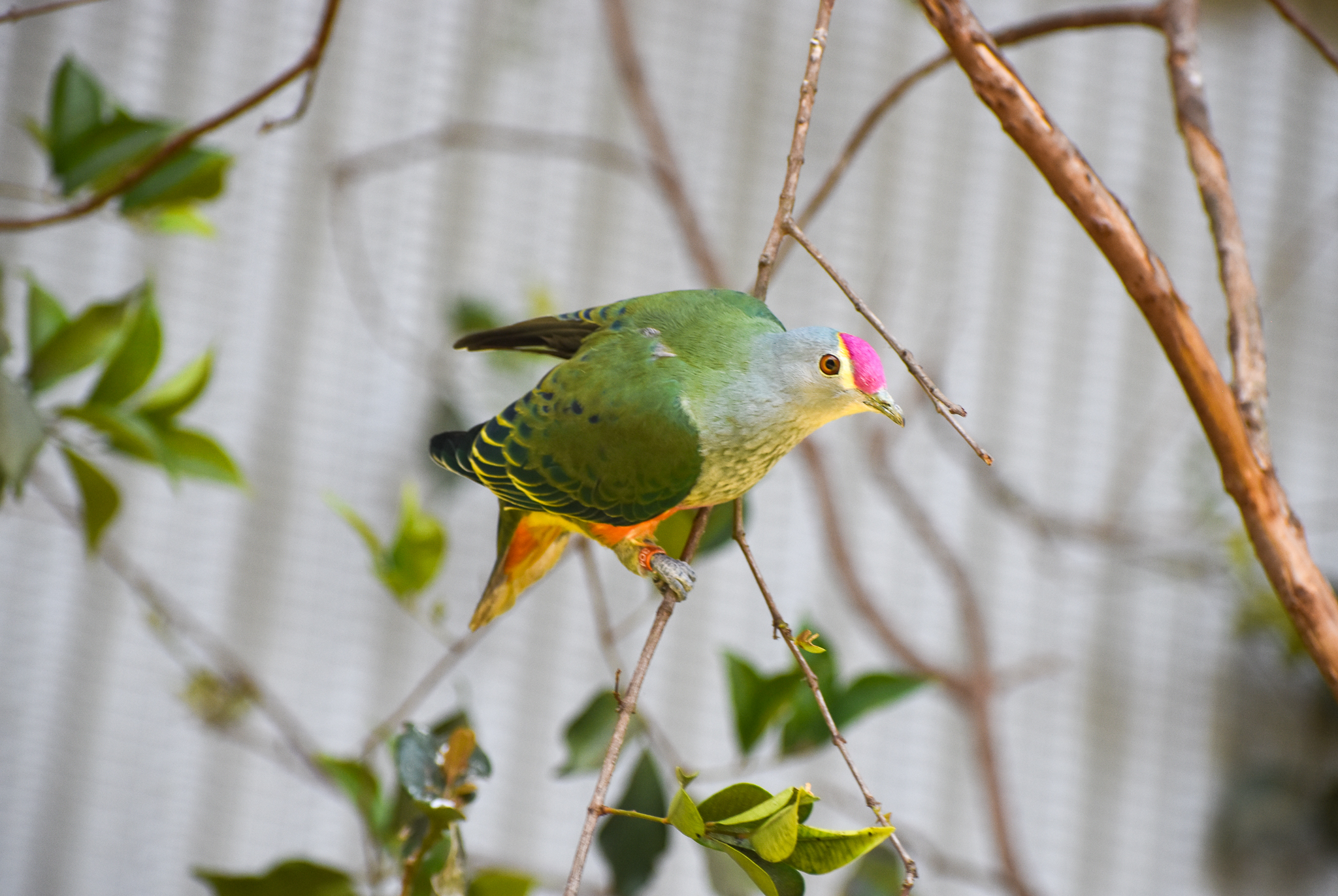Rose-crowned Fruit-Dove