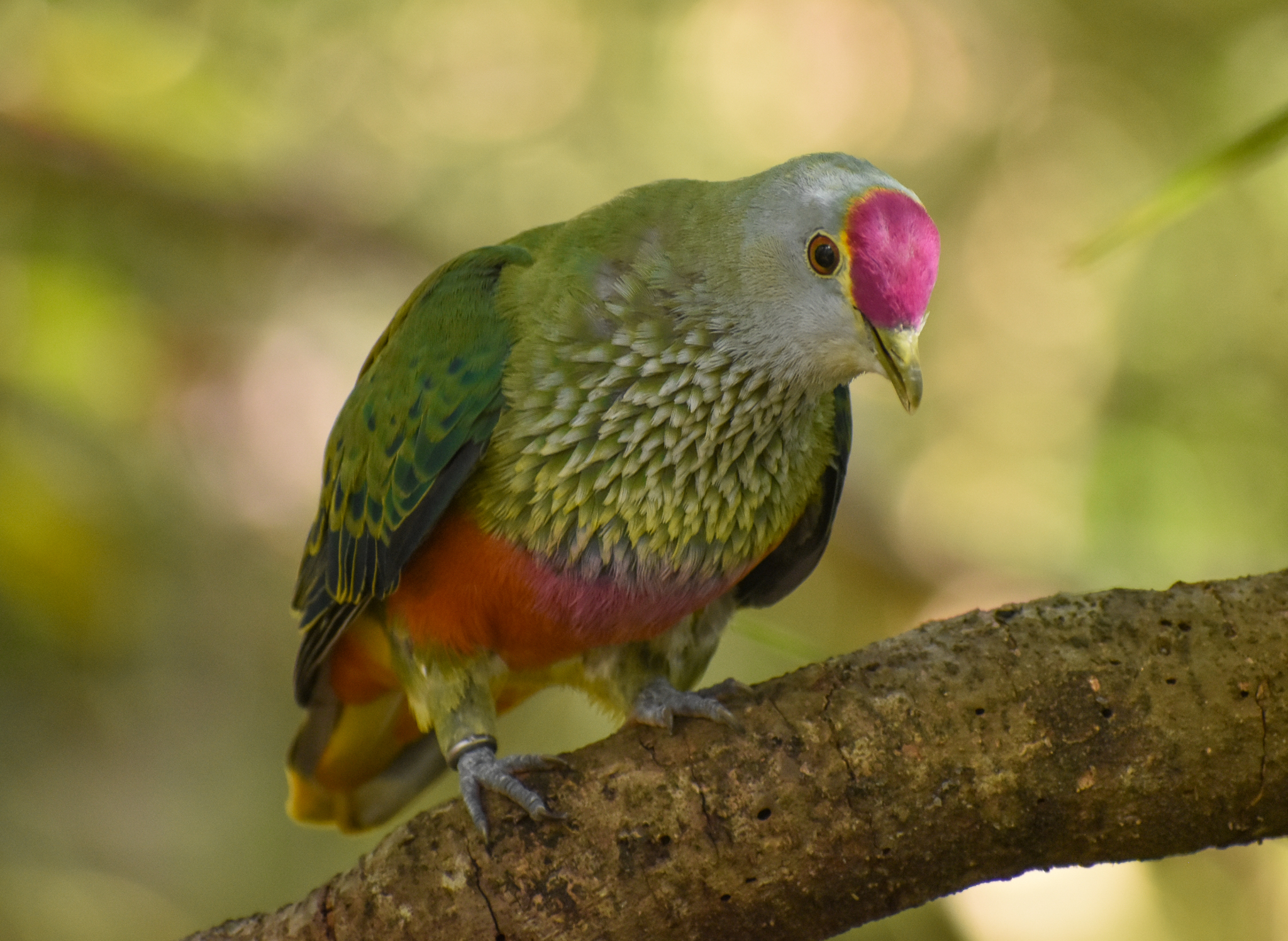 Rose-crowned Fruit-Dove