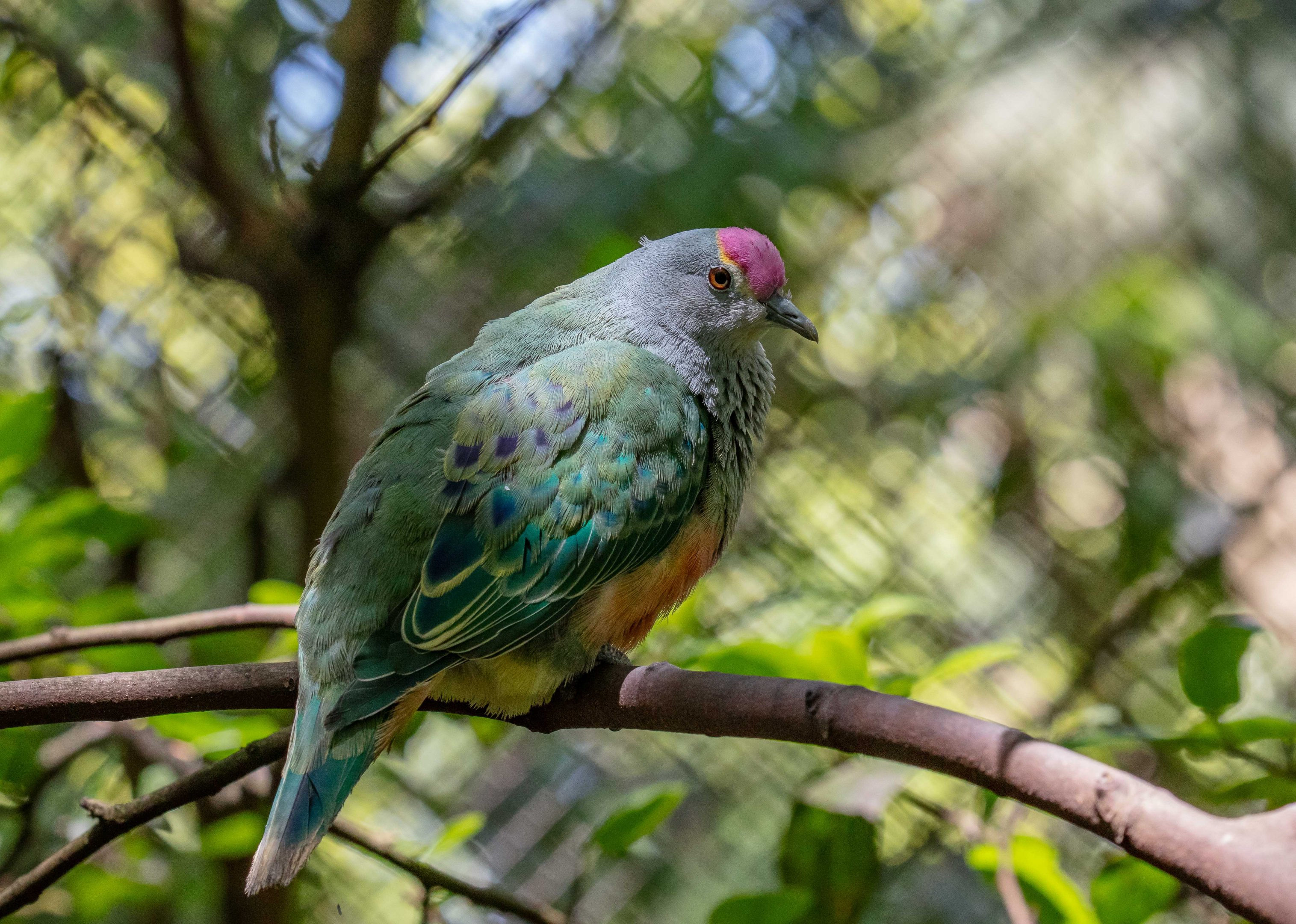 Rose-crowned Fruit-dove
