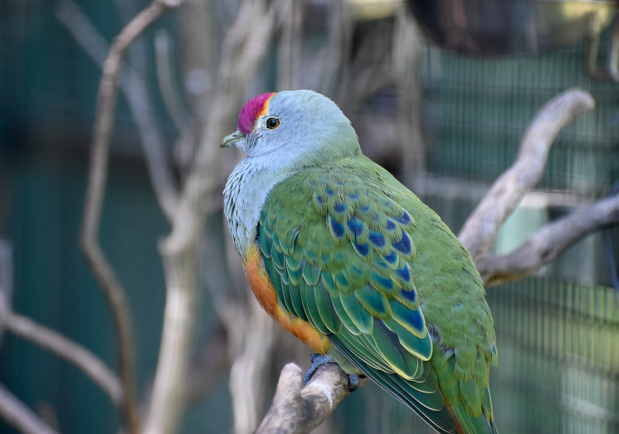Rose-crowned Fruit-Dove