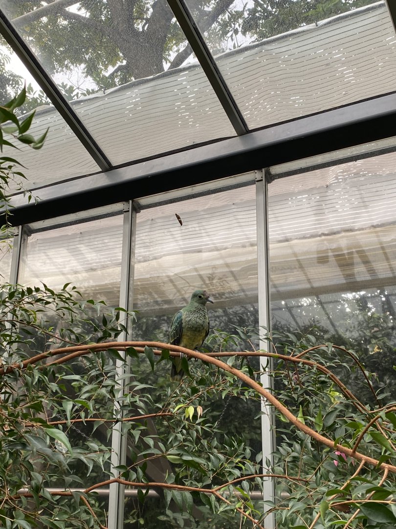 Rose Crowned Fruit Dove