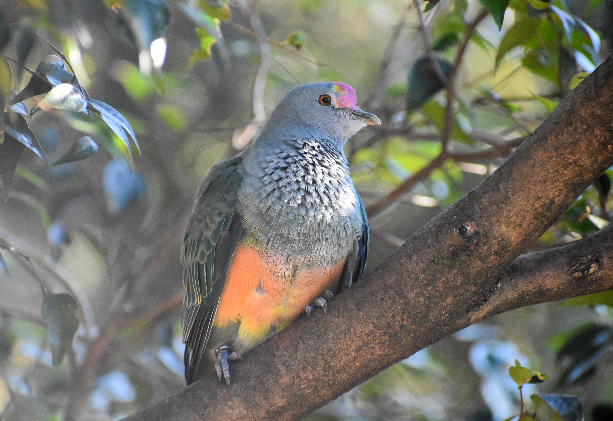 Rose-crowned Fruit-Dove