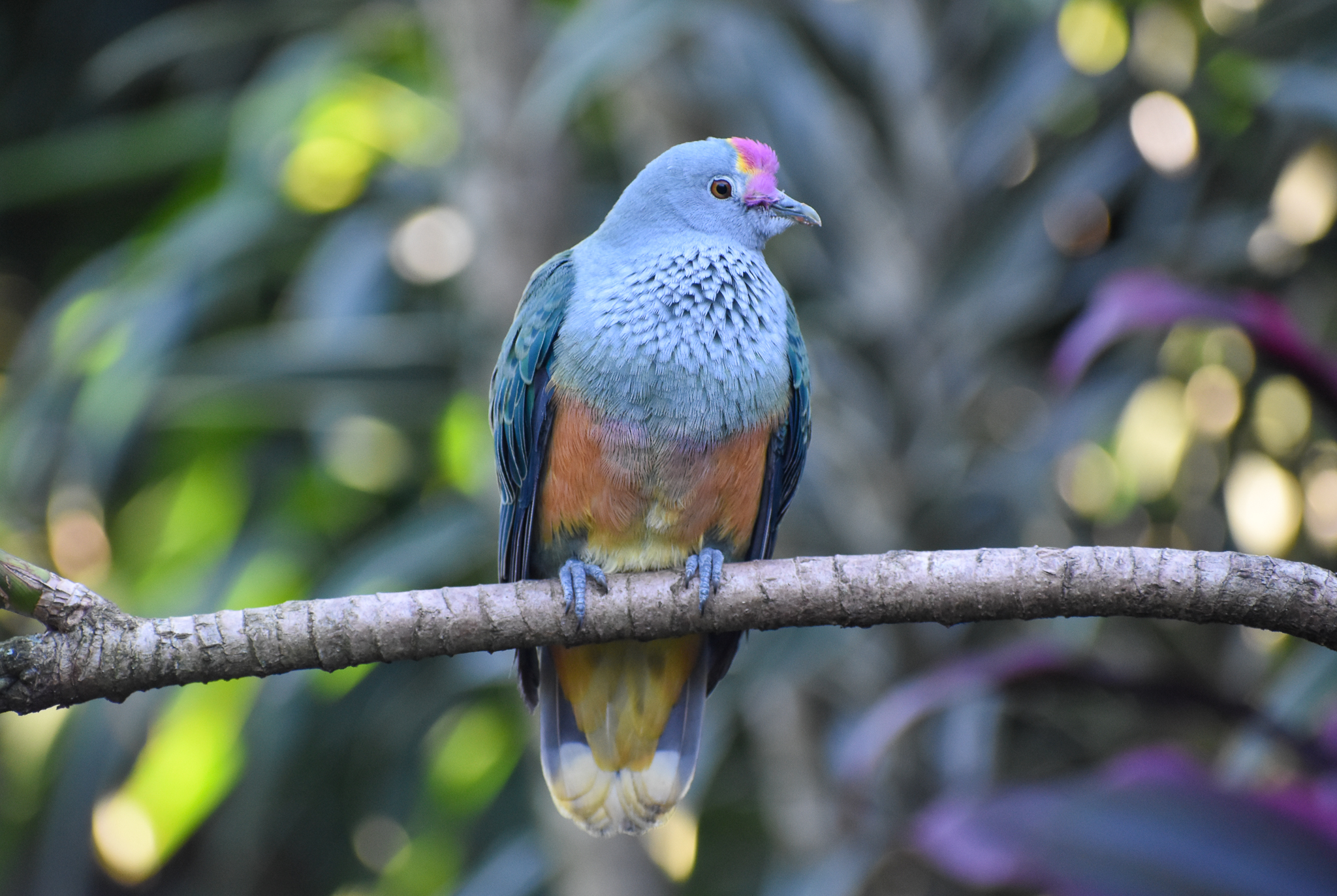 Rose-crowned Fruit-Dove