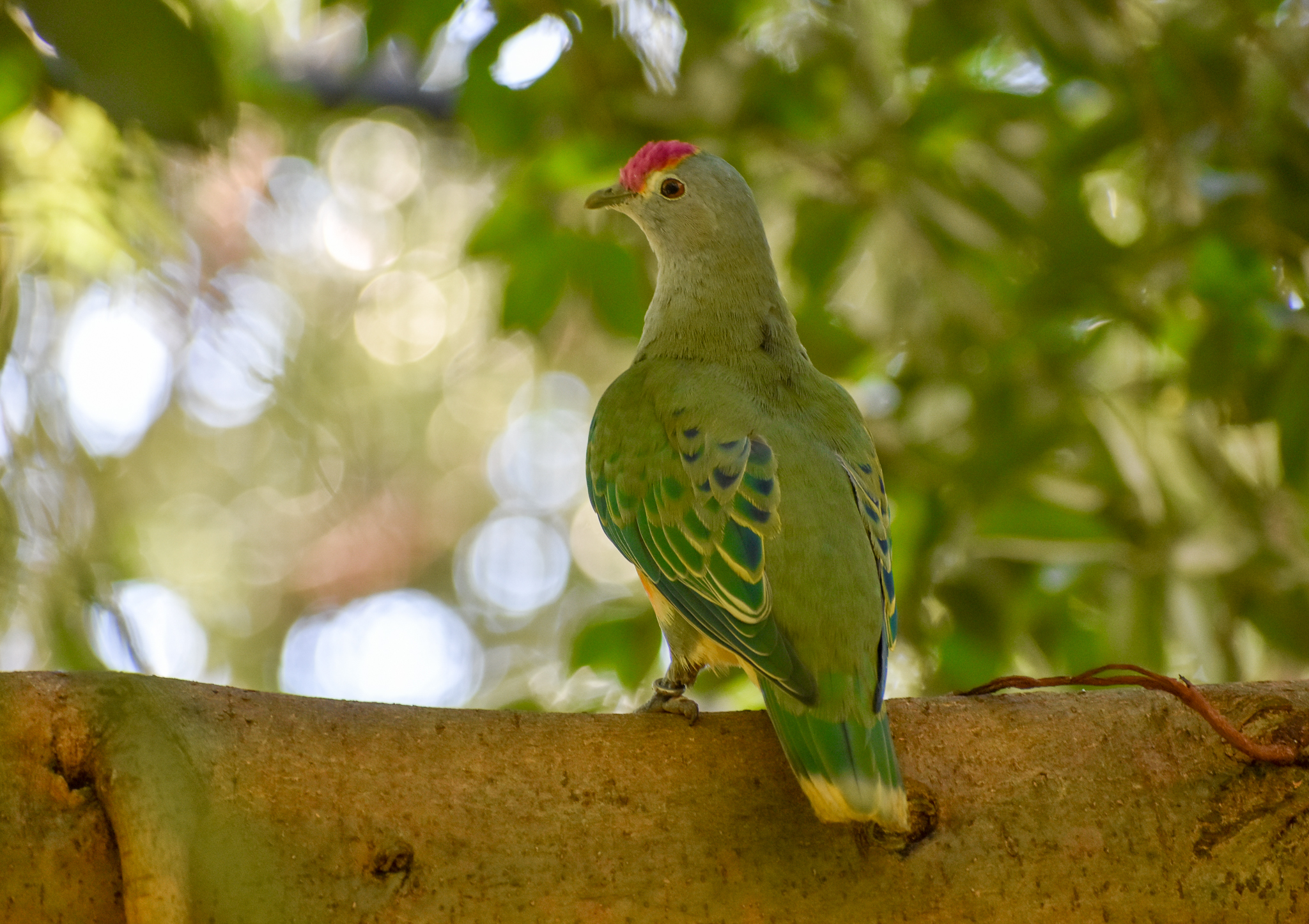 Rose-crowned Fruit-Dove