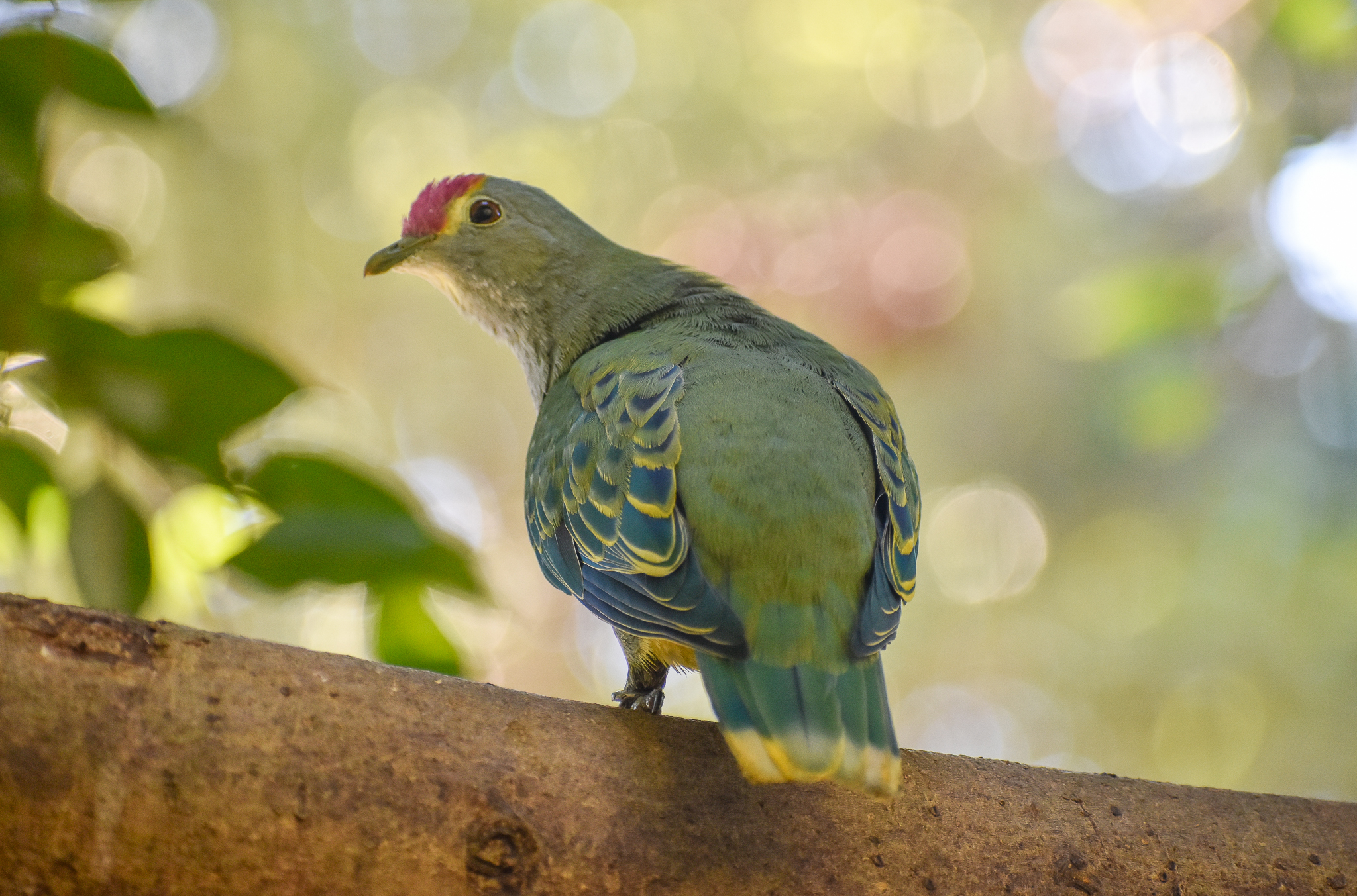 Rose-crowned Fruit-Dove