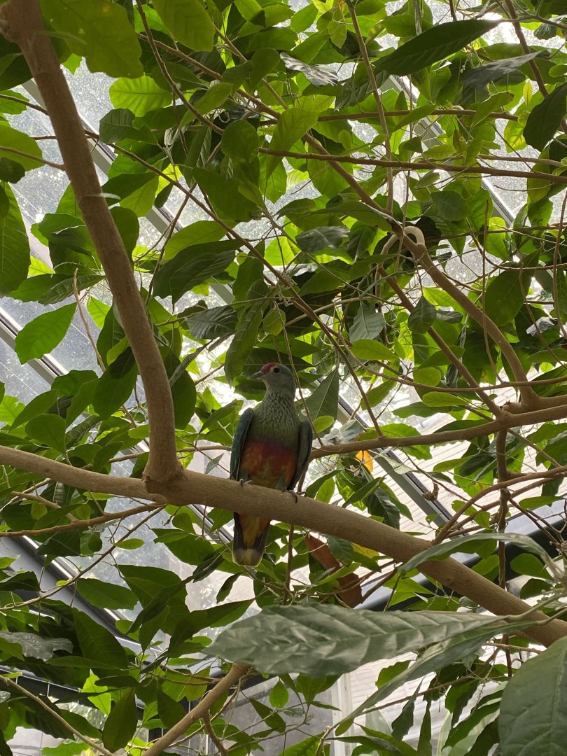Rose Crowned Fruit Dove