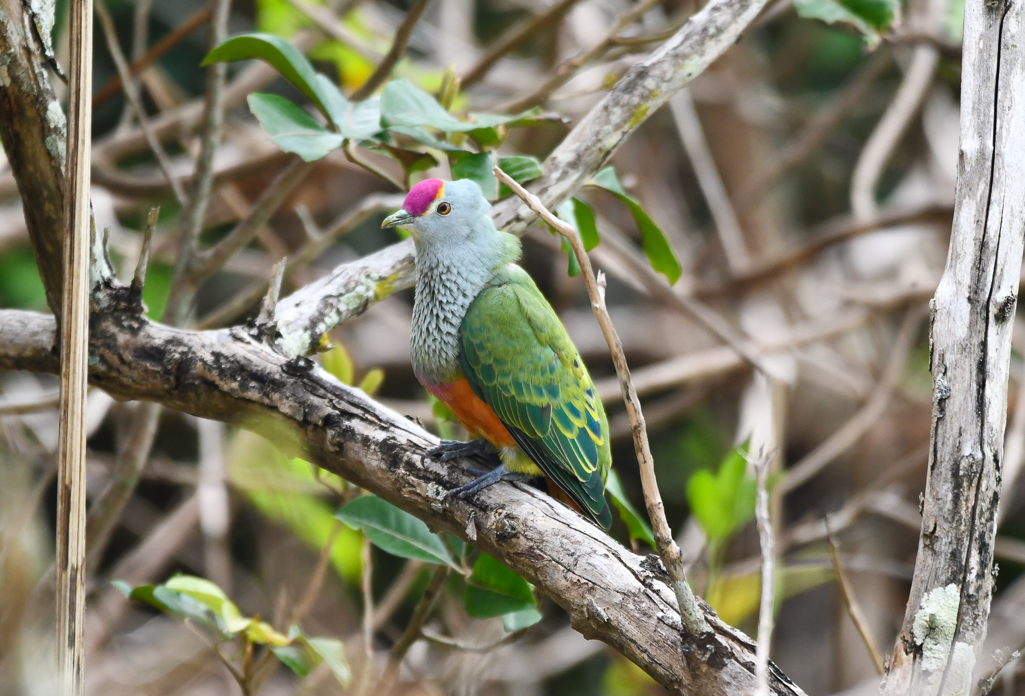 Rose-crowned Fruit-Dove