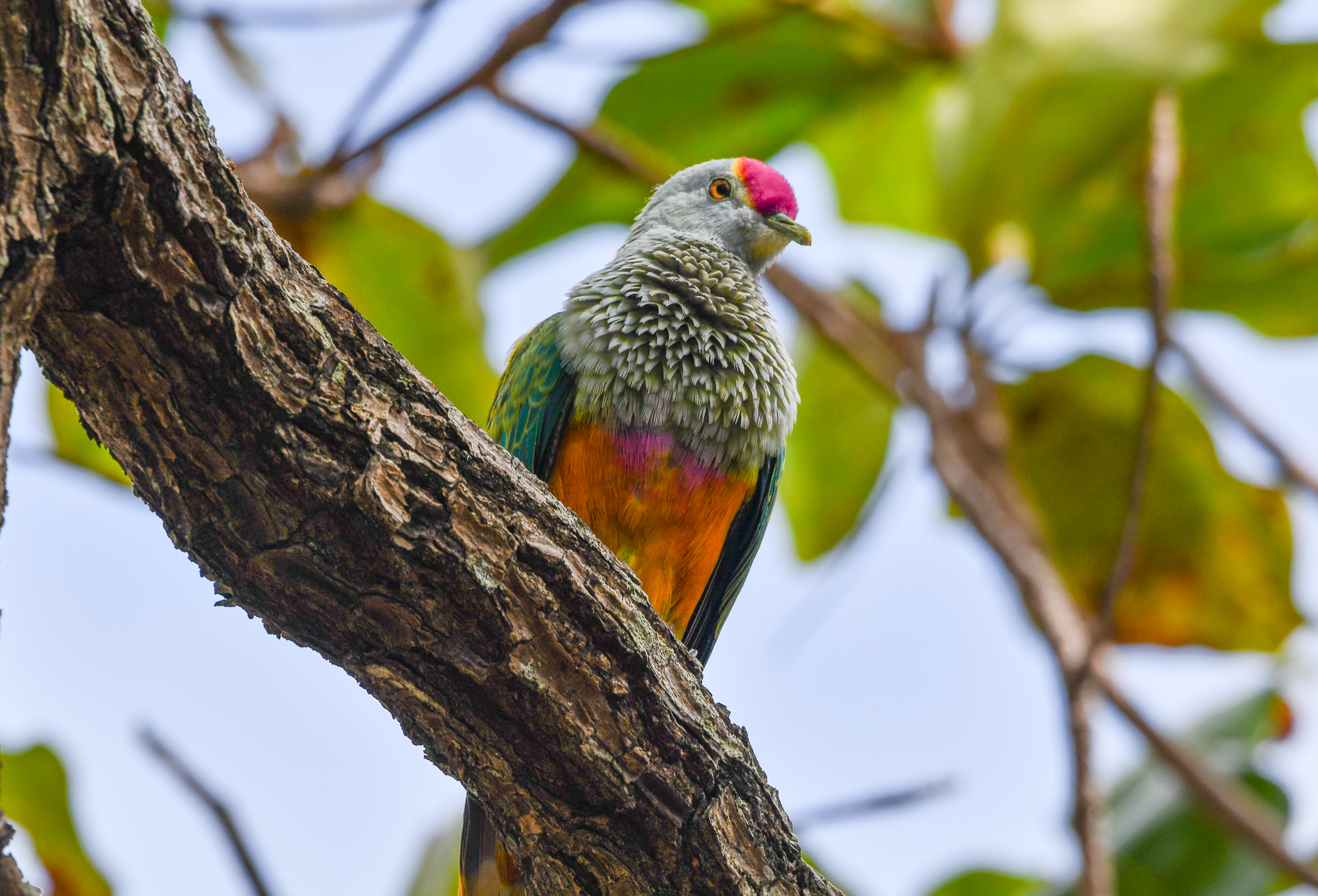 Rose-crowned Fruit-Dove