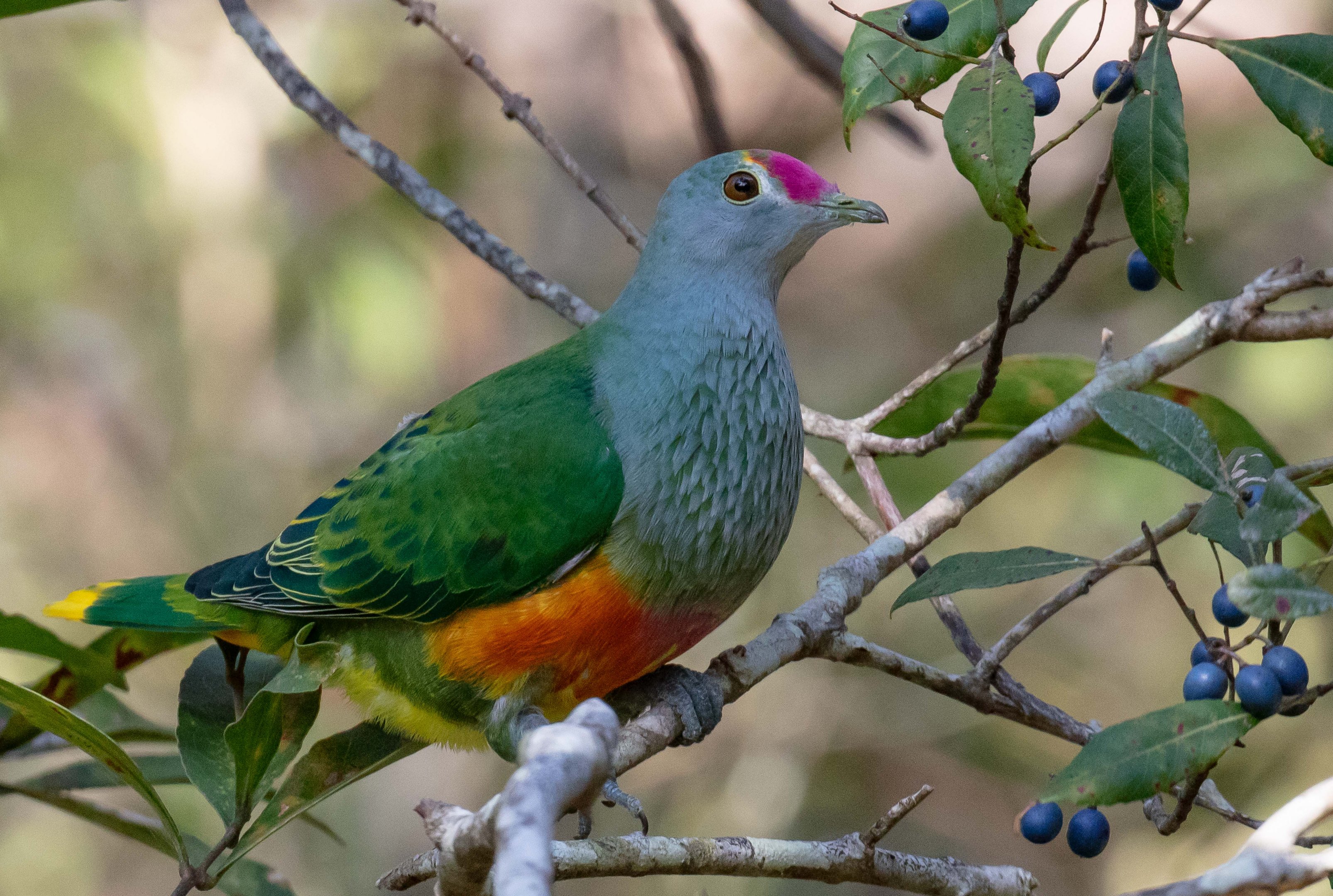 Rose-crowned Fruit-dove