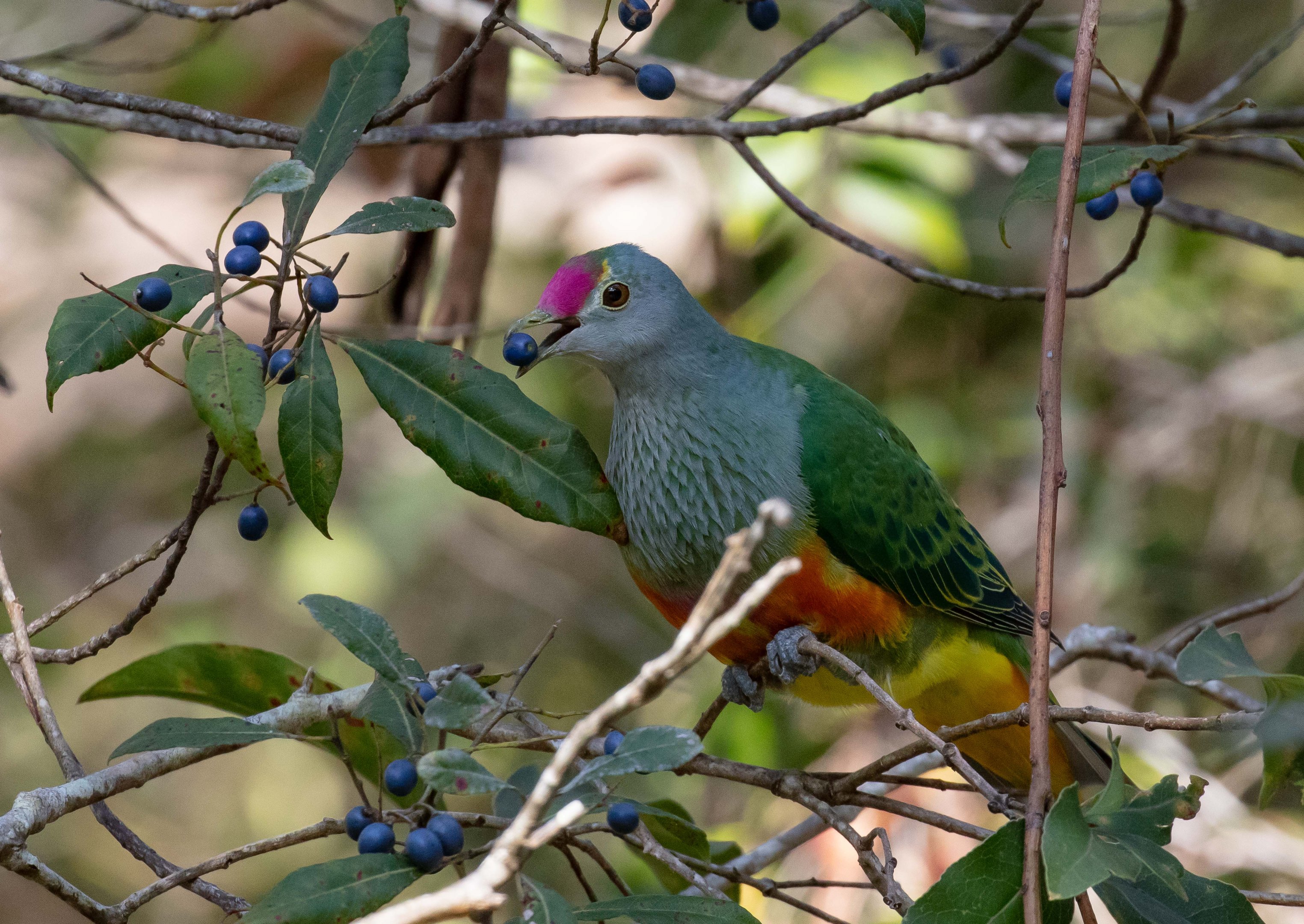 Rose-crowned Fruit-dove