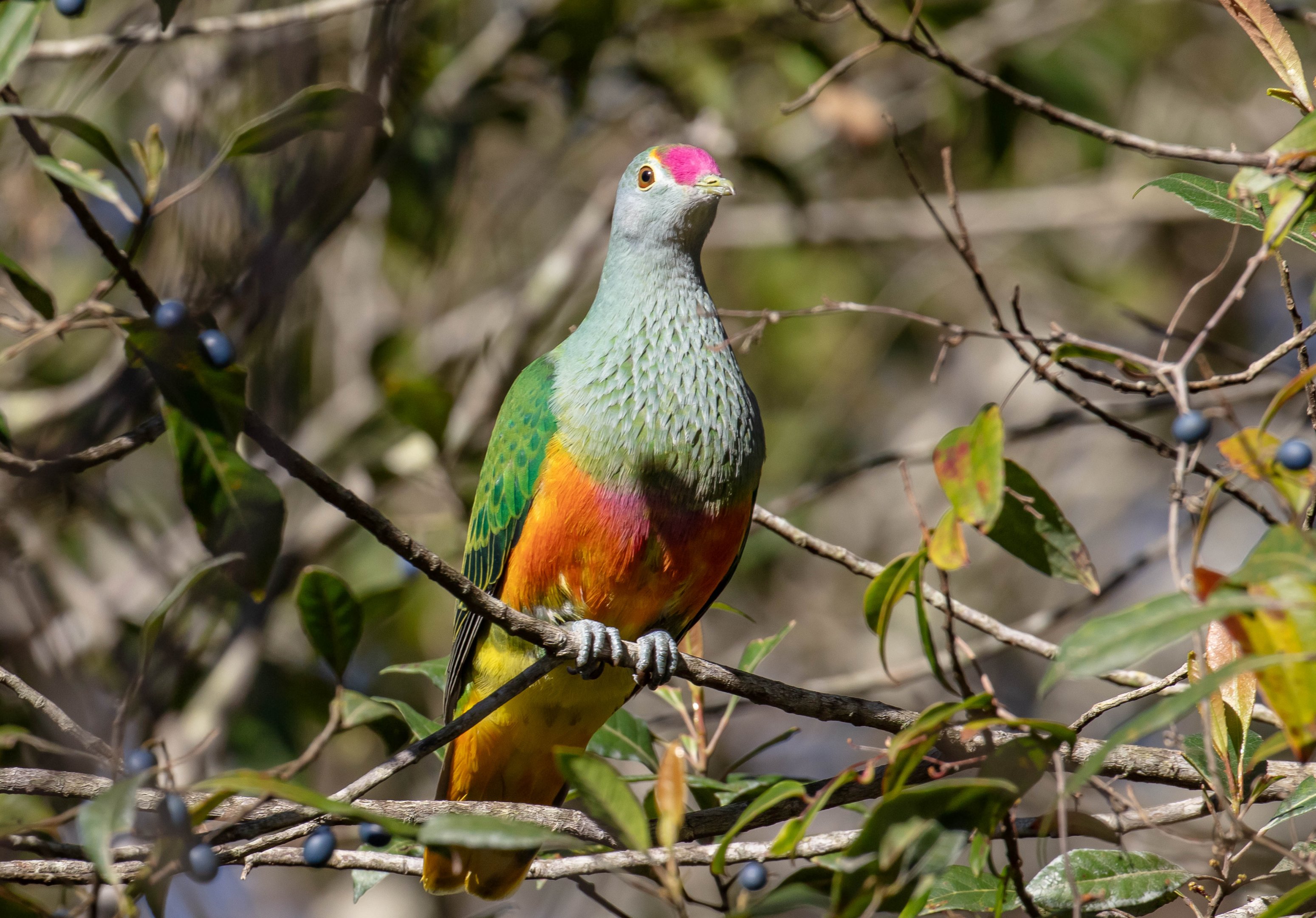 Rose-crowned Fruit-dove