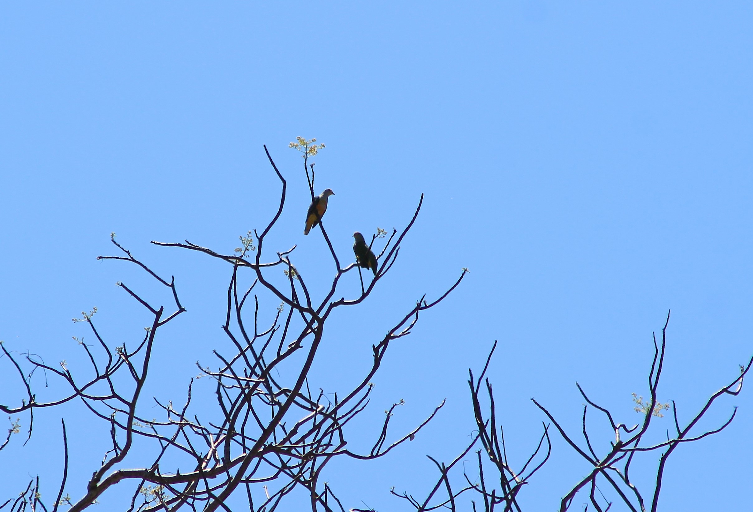 Rose-crowned Fruit Doves (Ptilinopus regina)