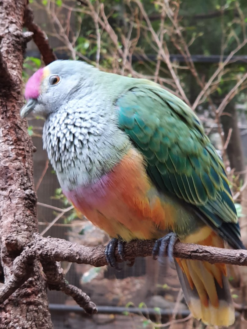 Rose-crowned Fruit Dovs