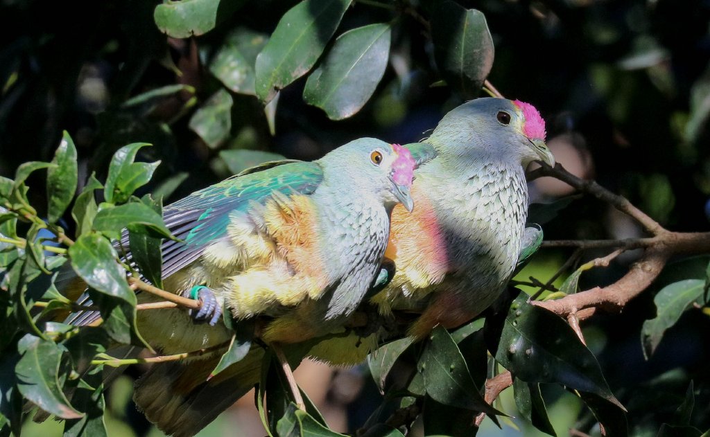 Rose-crowned Fruit Pigeons