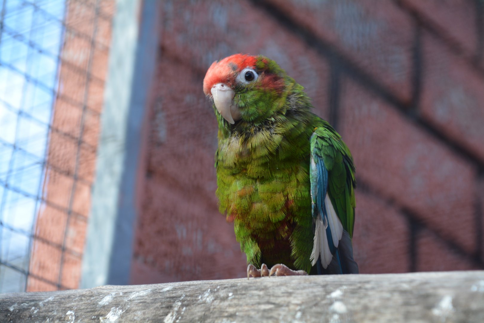 Rose-crowned parakeet (Pyrrhura rhodocephala)
