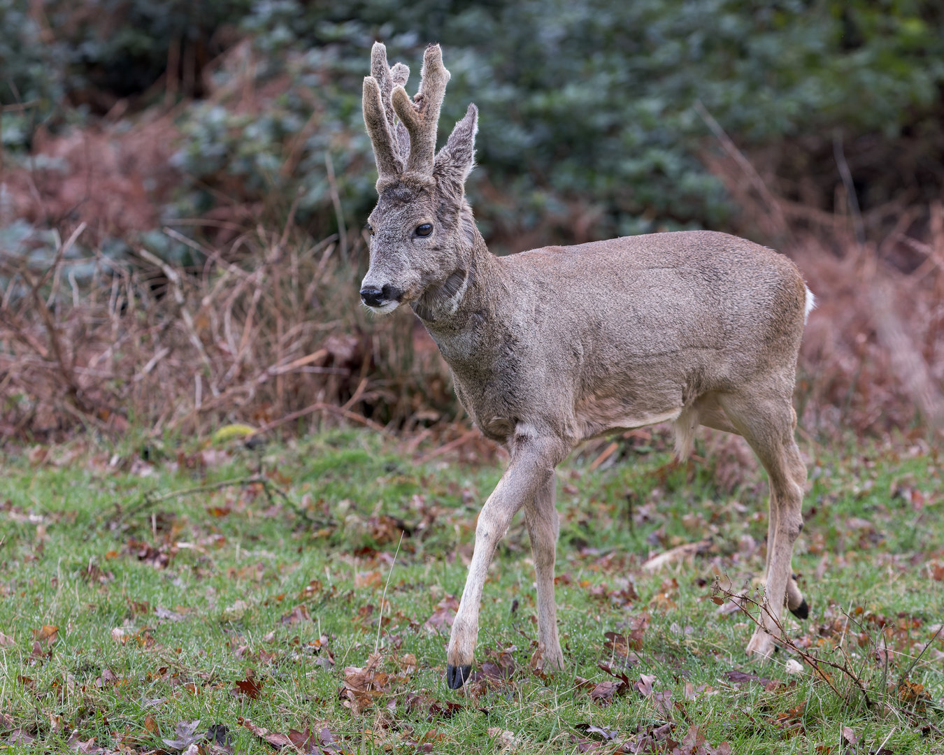 Rose Deer / Watatunga / 1-4-23
