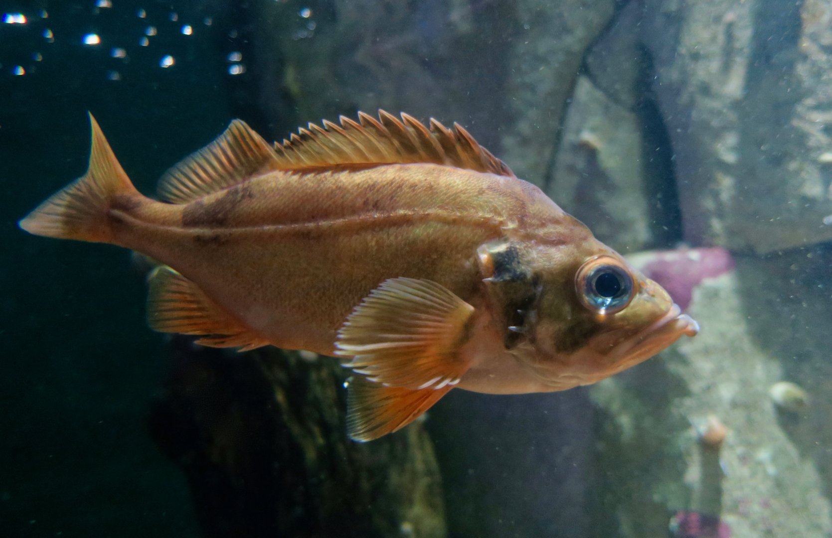 Rose Fish (Sebastes norvegicus)