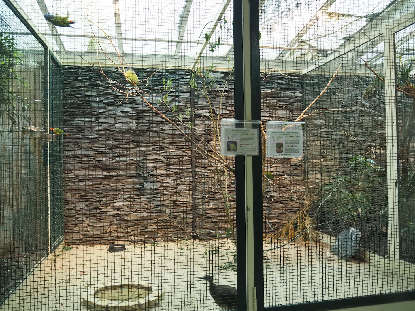 Rose-fronted conure, Blue-headed Pionus and Great tinamou aviary, 2024-05-22