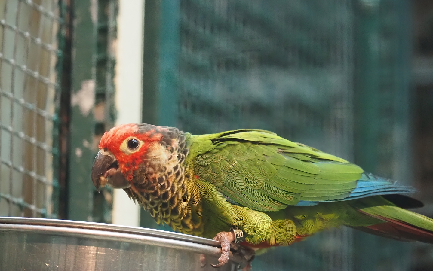 Rose-fronted conure (Pyrrhura roseifrons), 2024-05-22