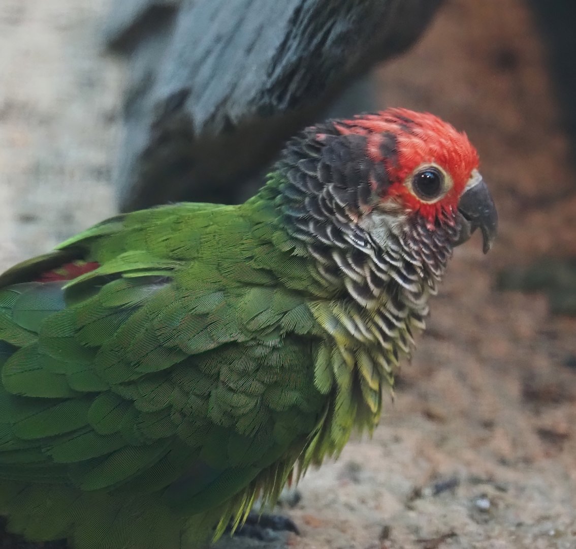 Rose-fronted conure (Pyrrhura roseifrons), 2024-05-22
