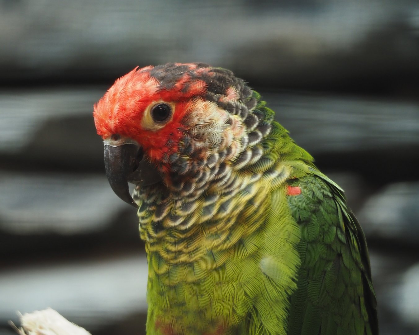 Rose-fronted conure (Pyrrhura roseifrons), 2024-05-23