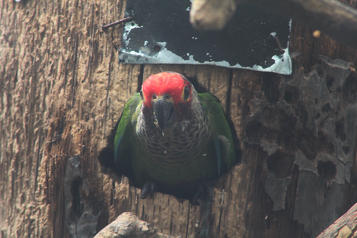 Rose-fronted conure (Pyrrhura roseifrons roseifrons)