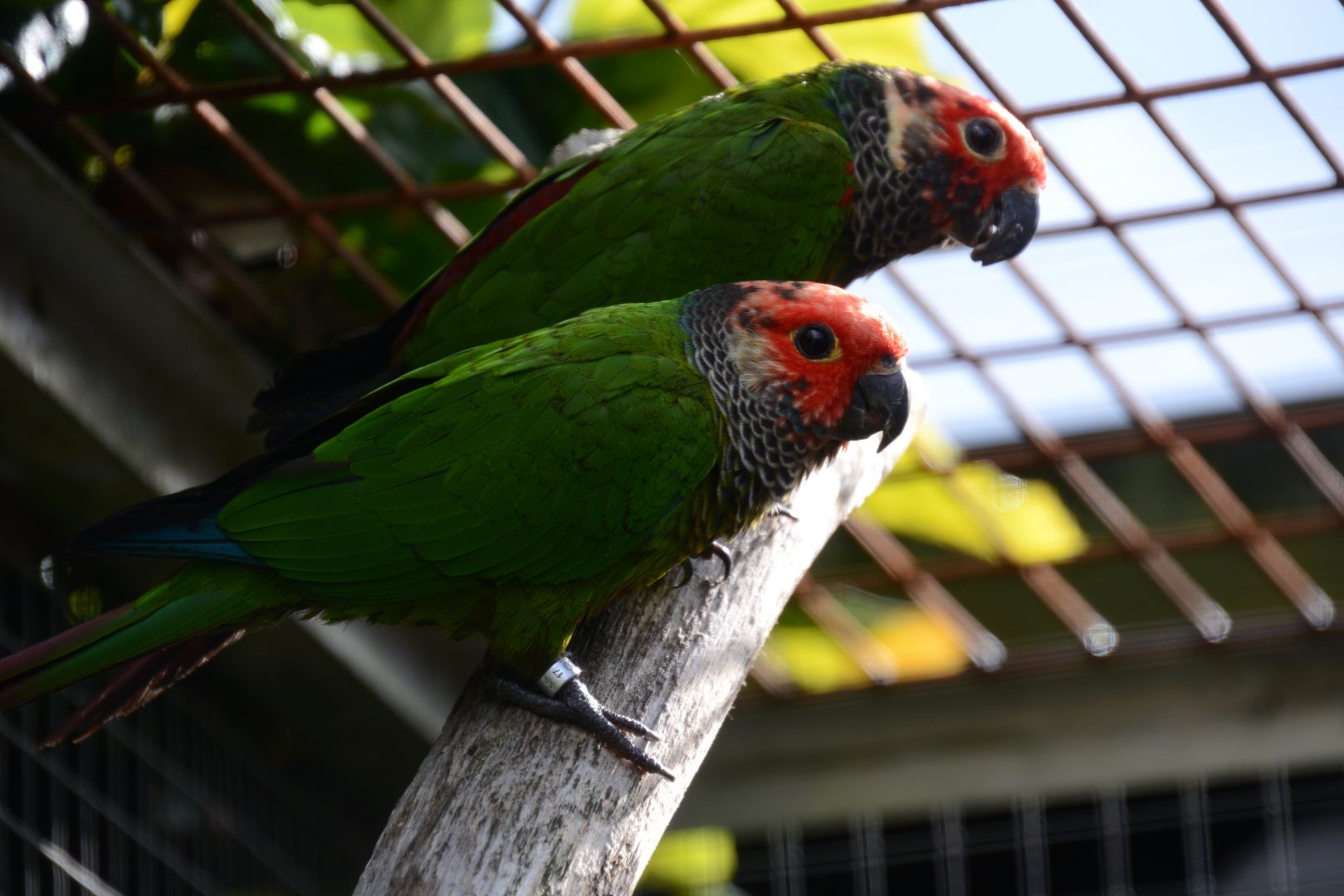 Rose-fronted parakeet (Pyrrhura roseifrons)