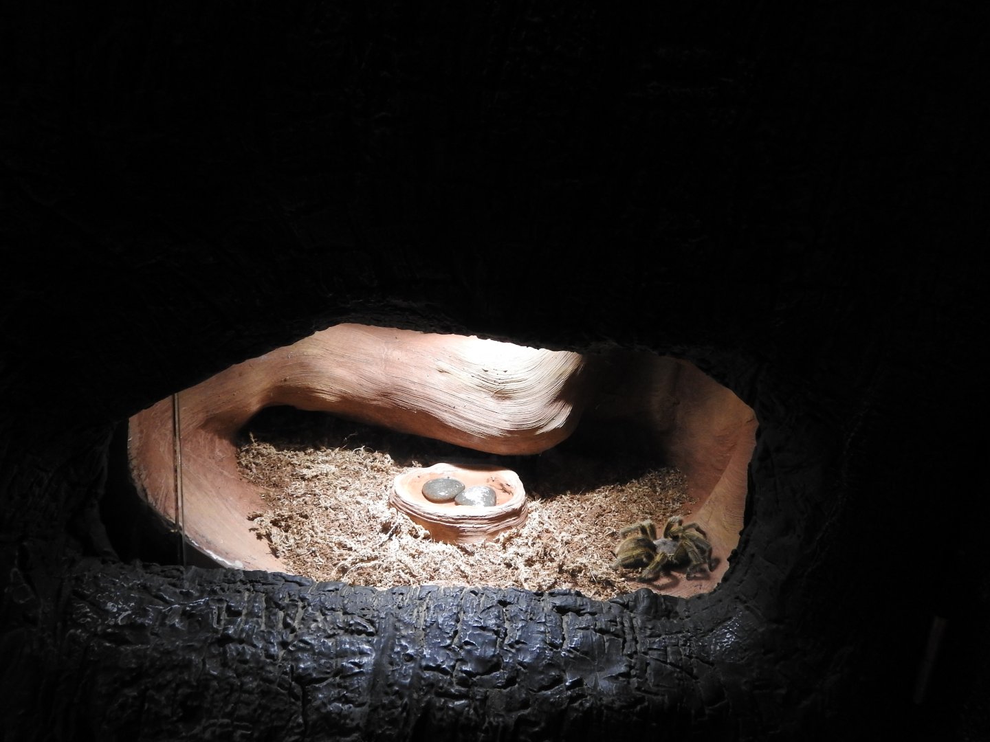 Rose-hair Tarantula exhibit
