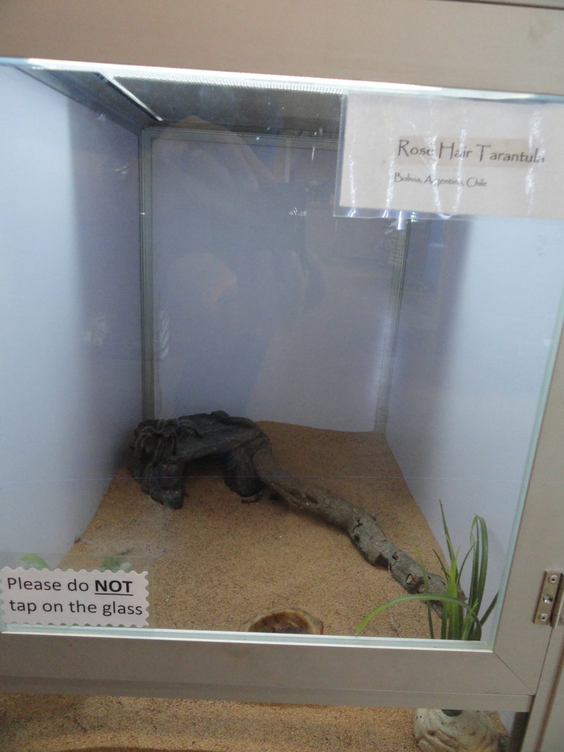 Rose Hair Tarantula Exhibit