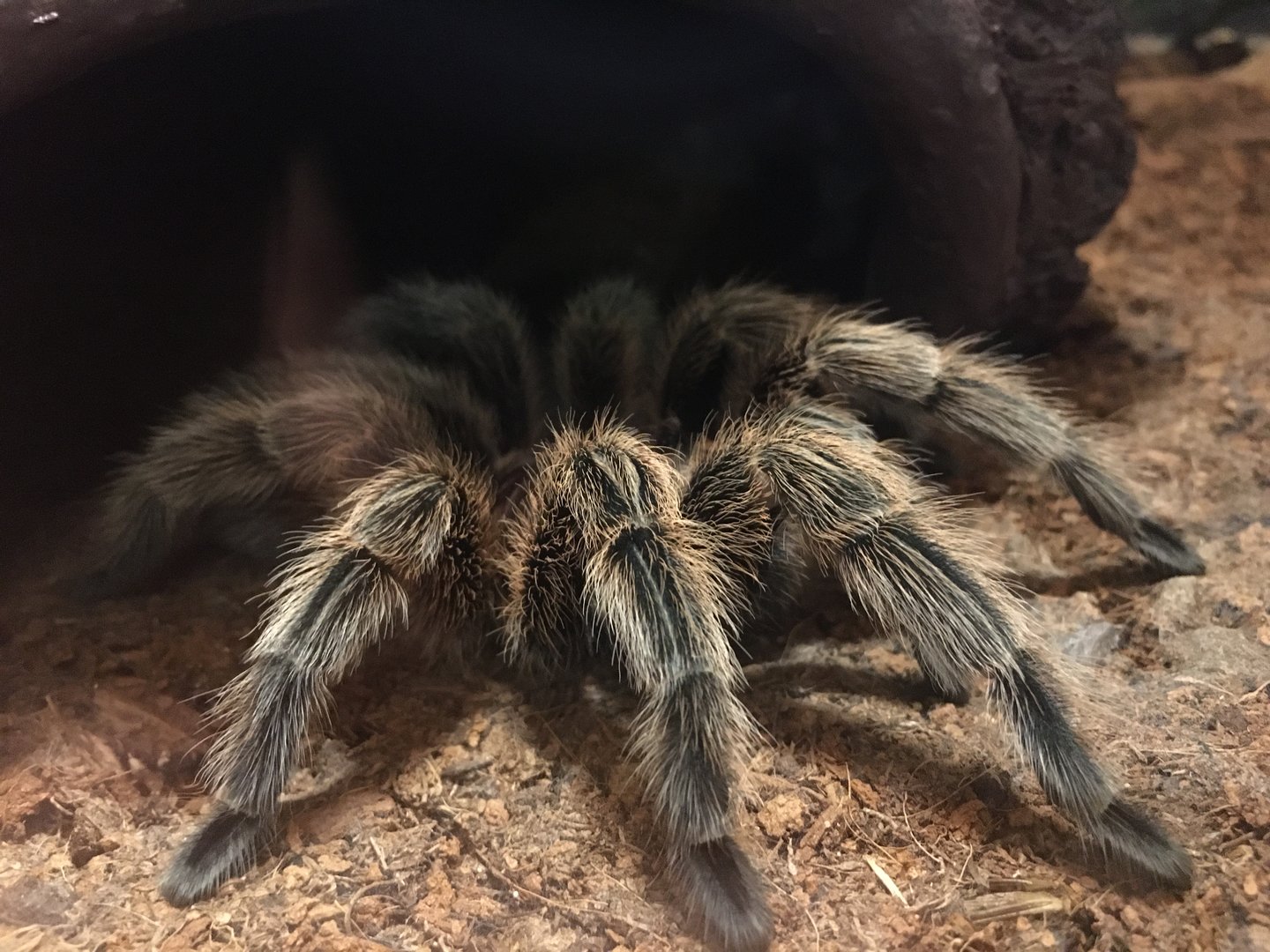 Rose-Hair Tarantula (Grammostola rosea)