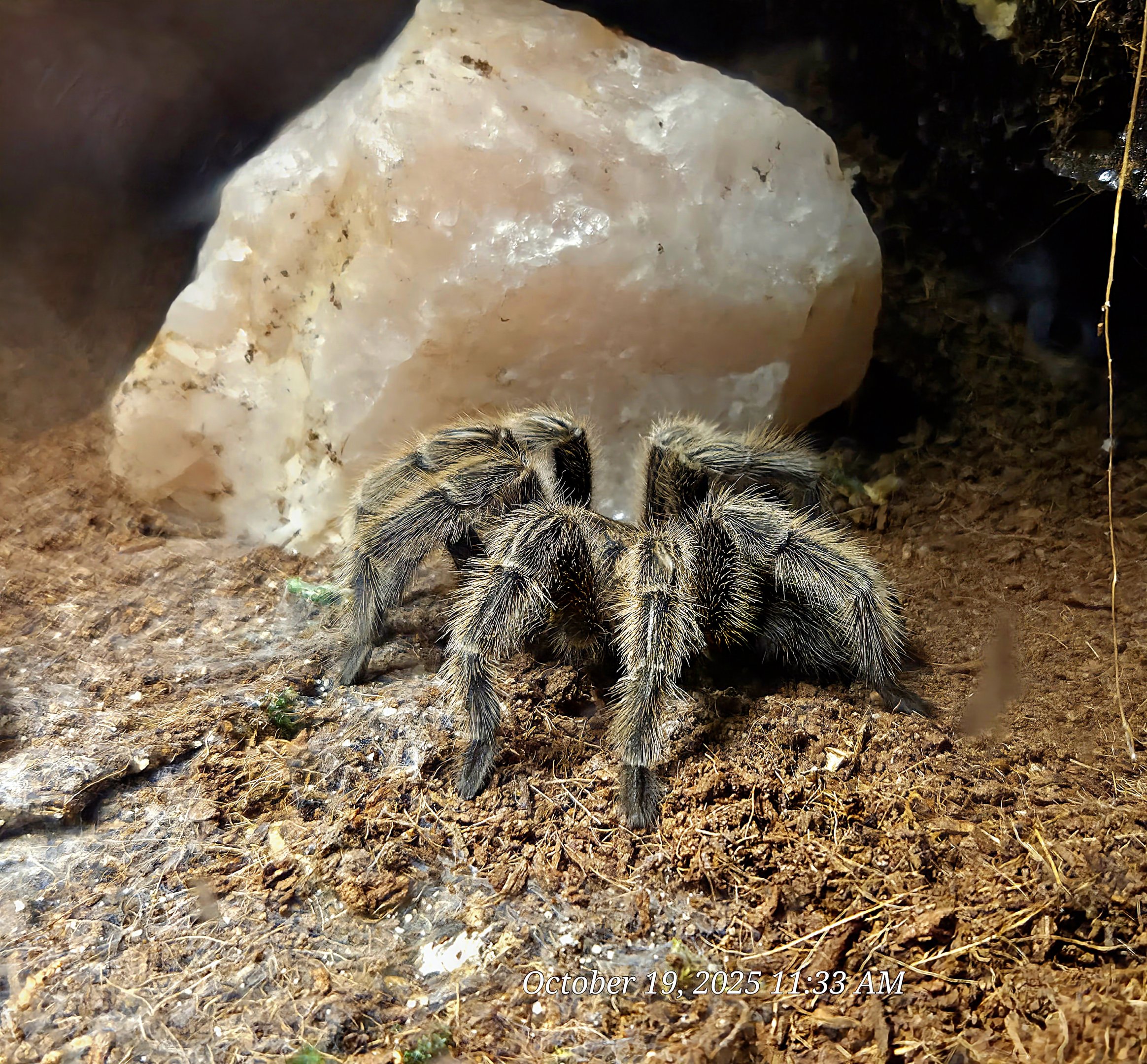 Rose Hair Tarantula - Rainforest Adventures