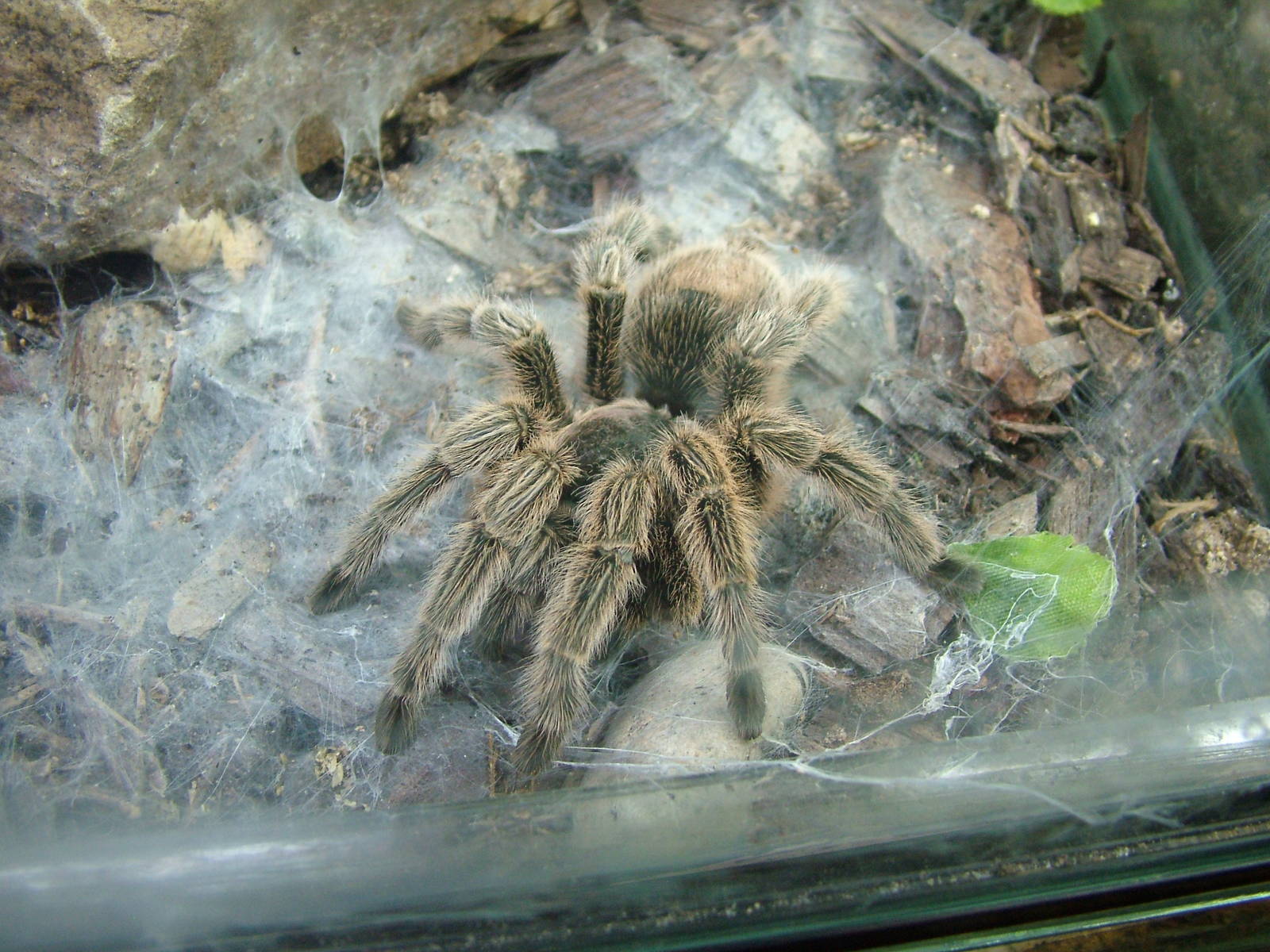 Rose-haired Tarantula at Shepreth 05/04/10
