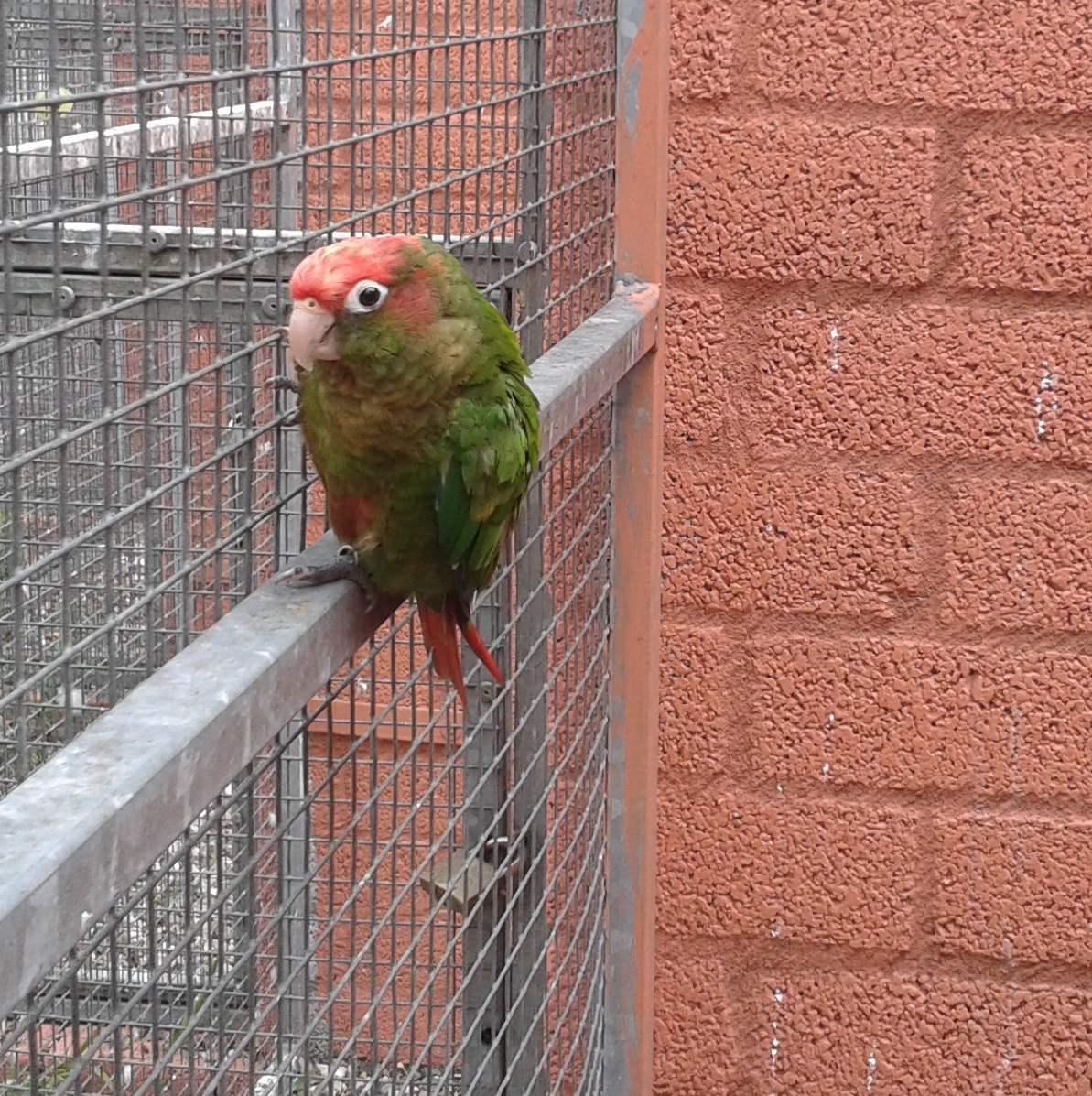 Rose-headed conure