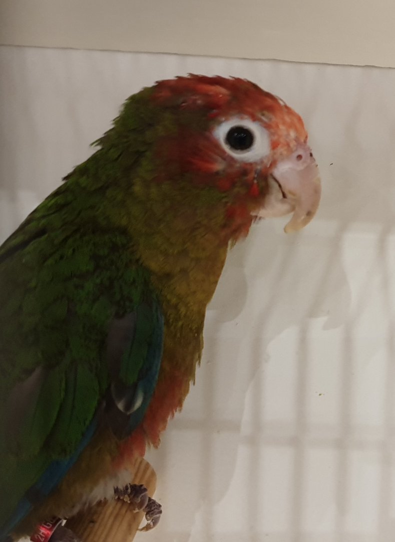 Rose-headed parakeet - Pyrrhura rhodocephala