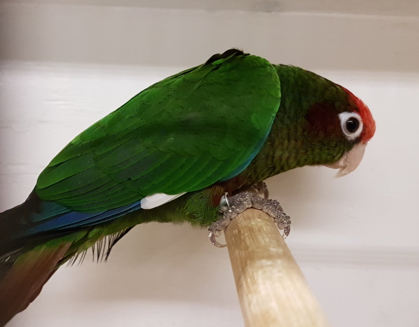 Rose-headed parakeet