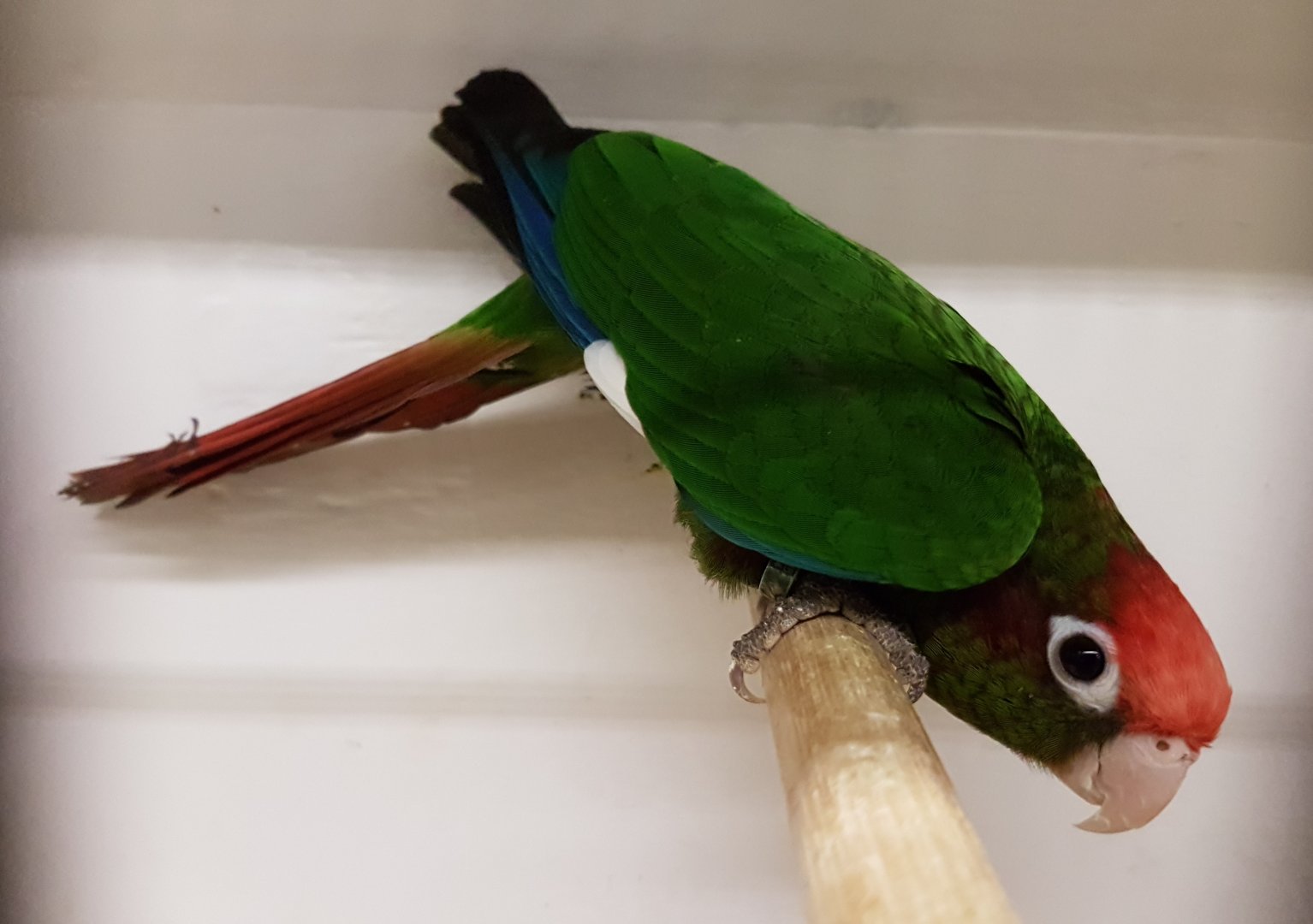 Rose-headed parakeet