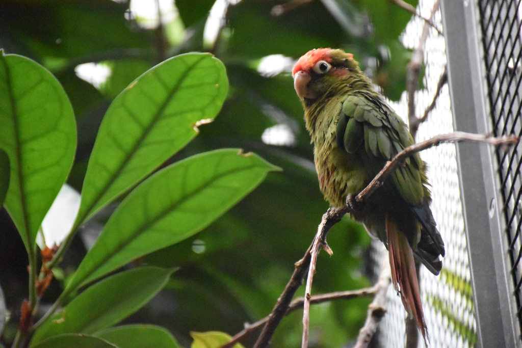 Rose-headed Parakeet