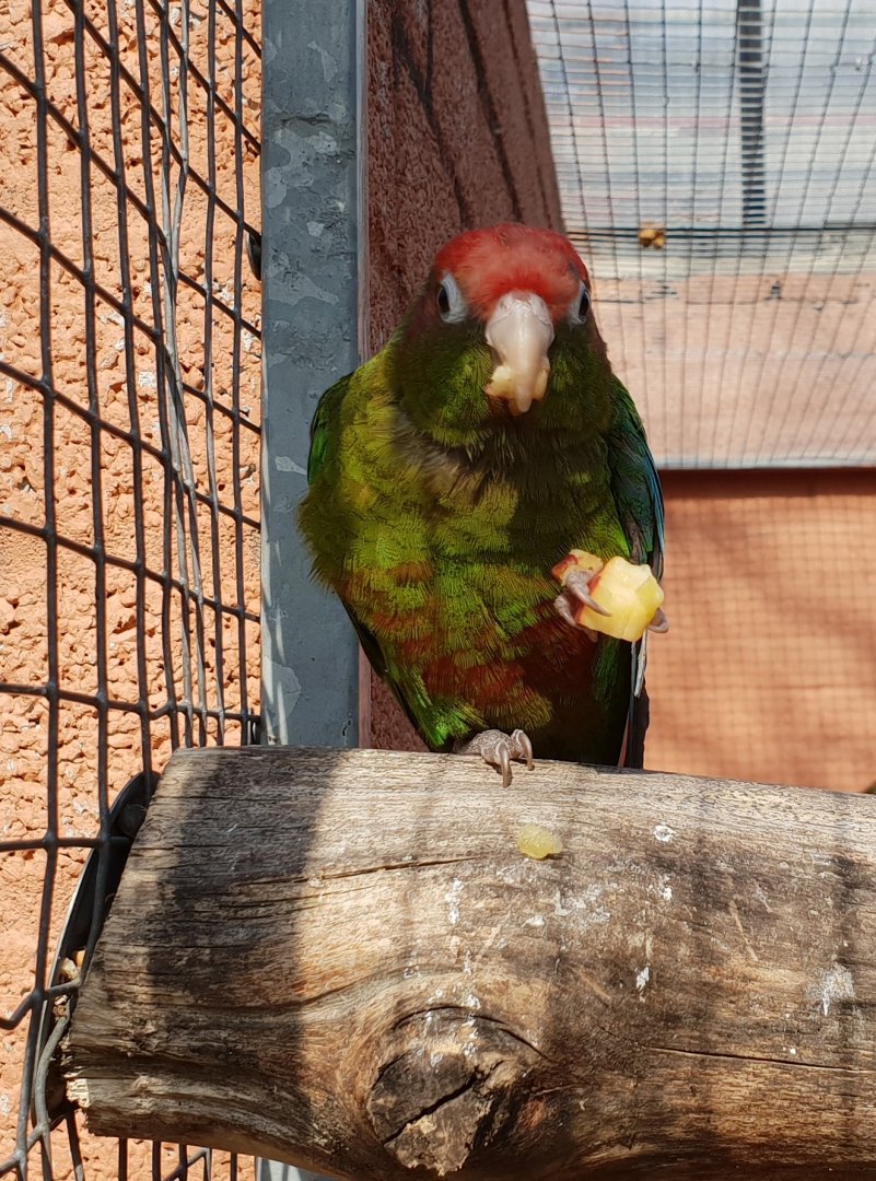 Rose-headed parakeet