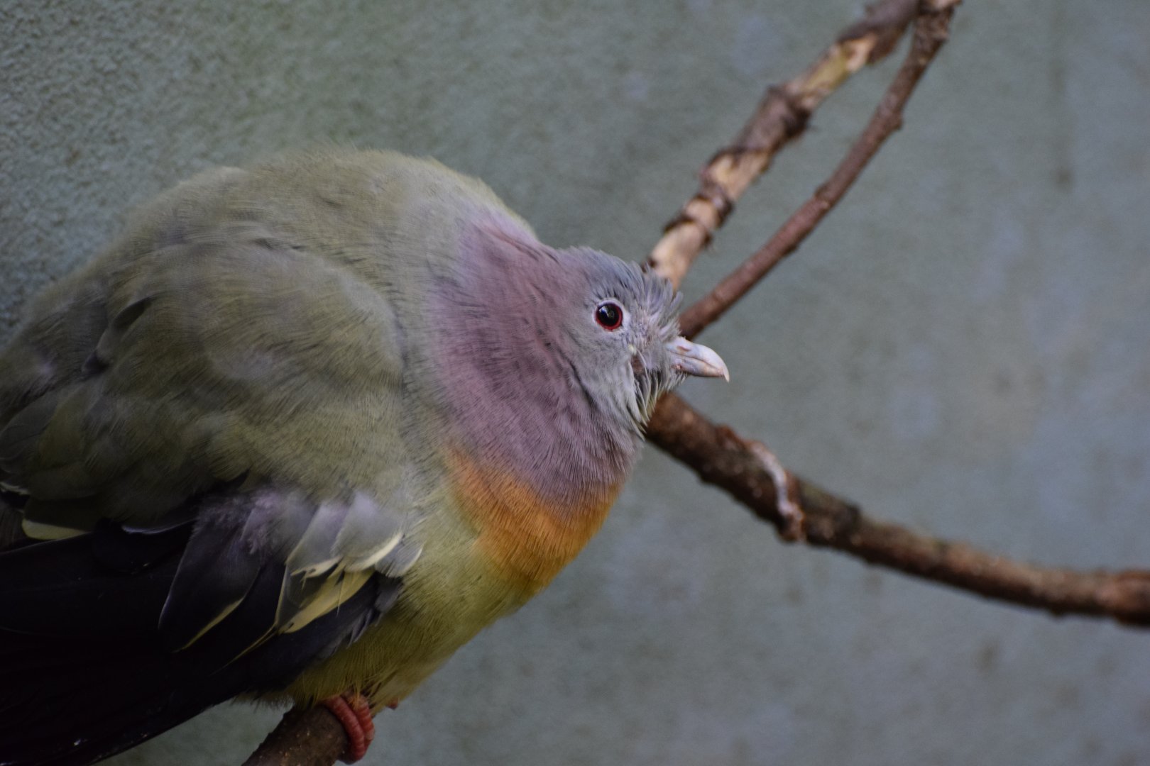 Rose-necked green-pigeon