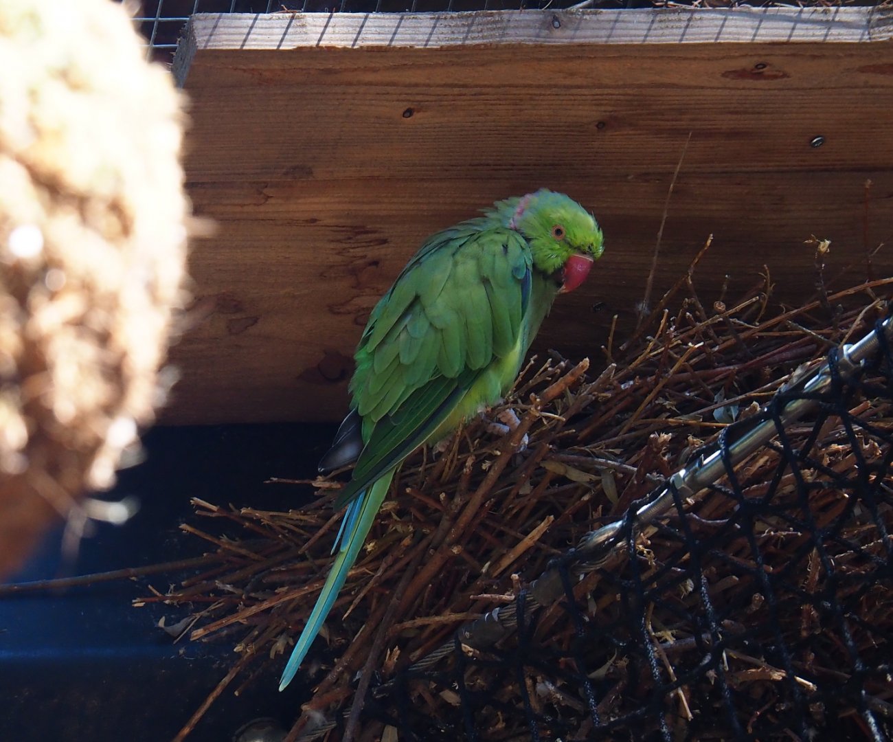 Rose-ringed or ring-necked parakeet (Psittacula krameri)