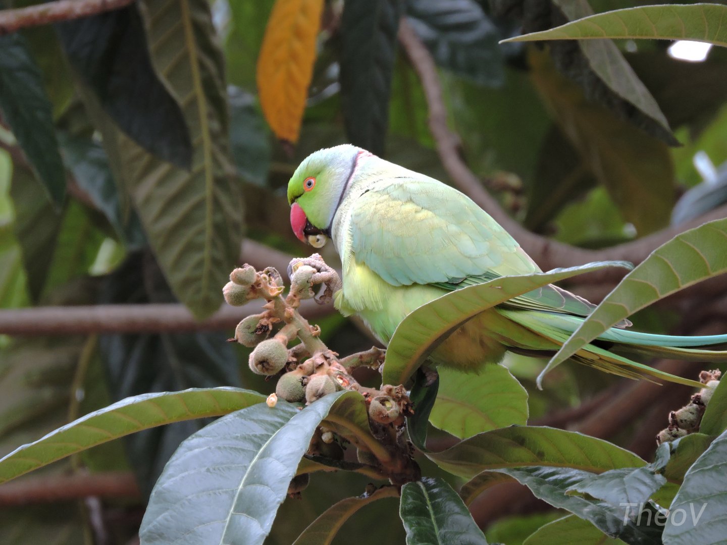 Rose-ringed parakeet [2015]