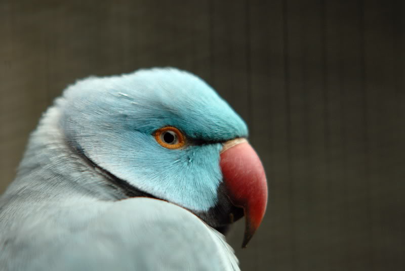 Rose-ringed parakeet at solingen