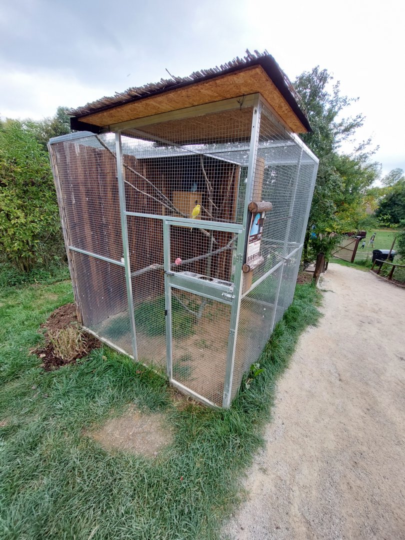 Rose-ringed parakeet aviary