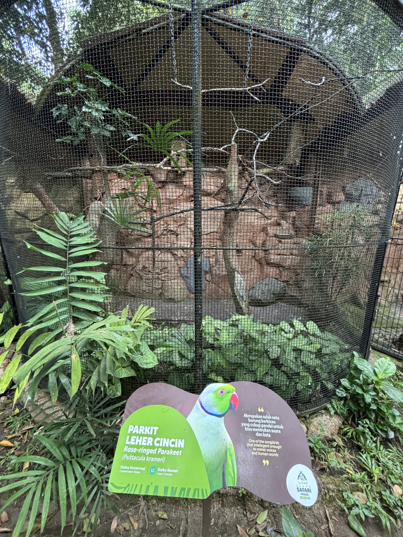 Rose-ringed Parakeet Aviary