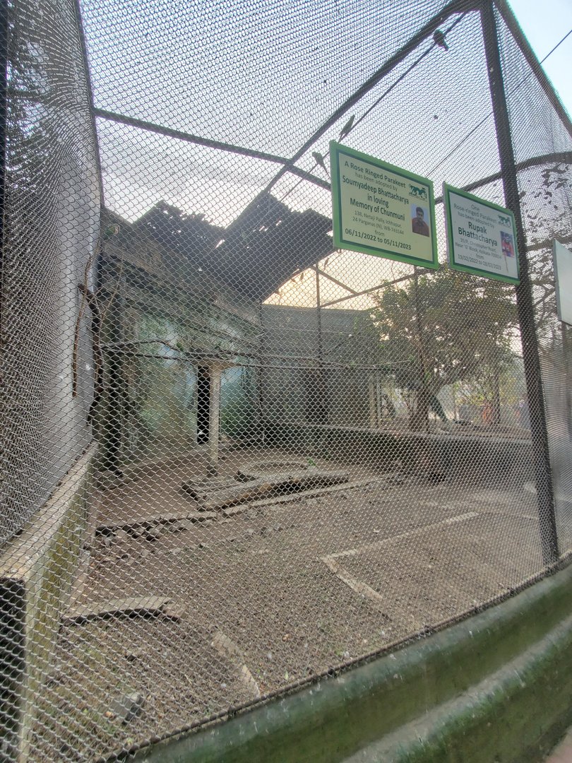 Rose Ringed Parakeet (?) Exhibit - January 2023