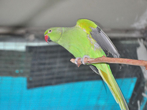 Rose-ringed Parakeet in Kishinev Zoo